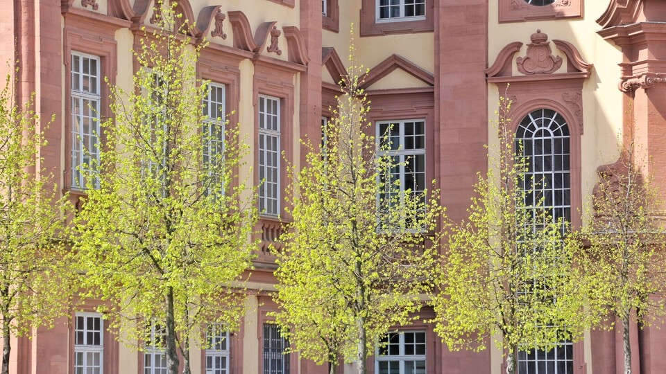 Bäume vor dem Schloss Mannheim